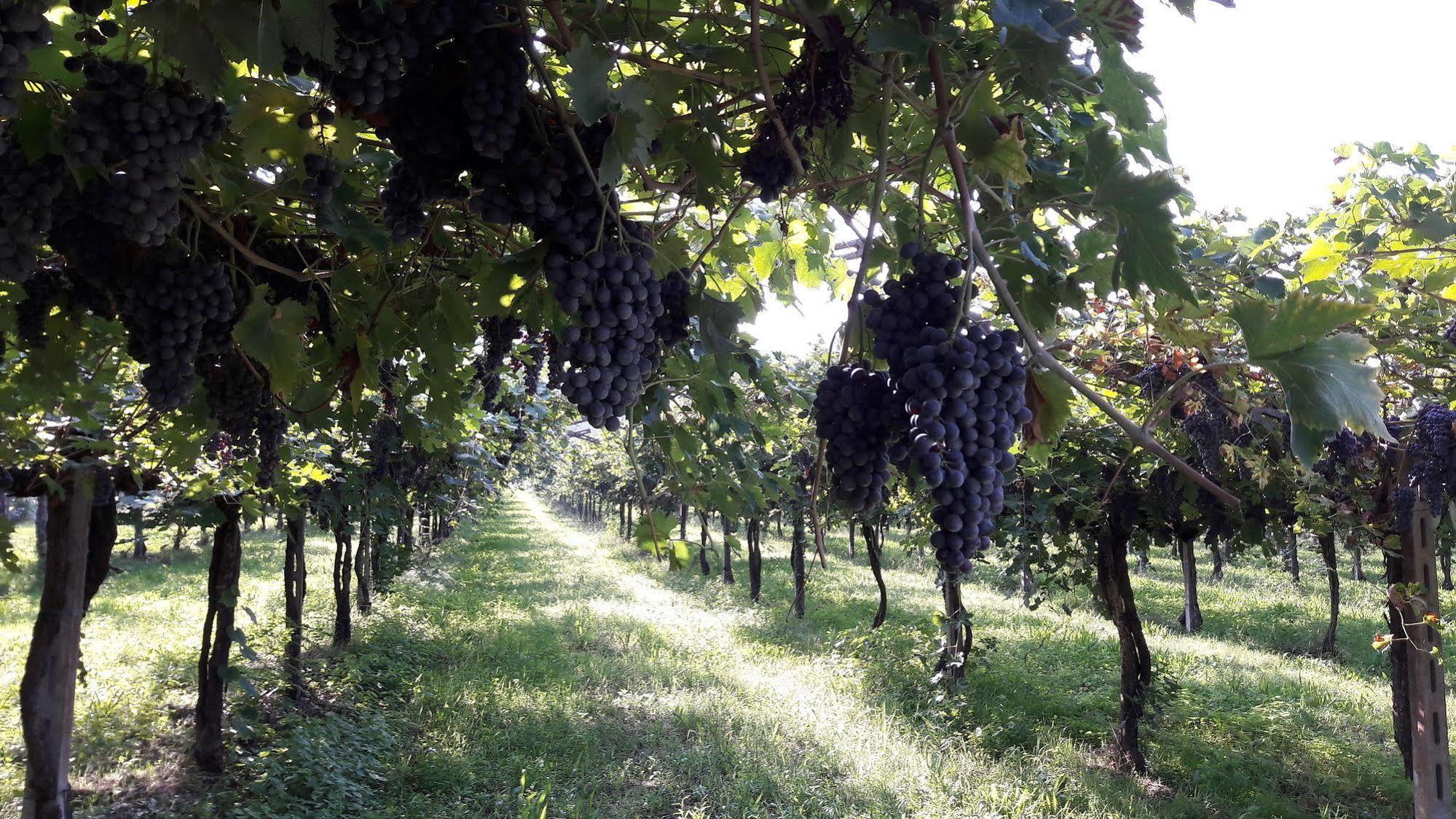 Agriturismo Camparella Pastrengo Eksteriør bilde